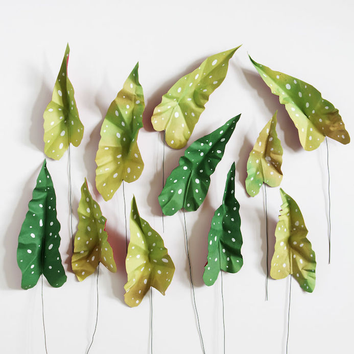 paper begonia